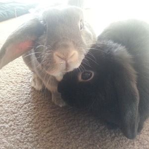 Meet your Posher, Renee